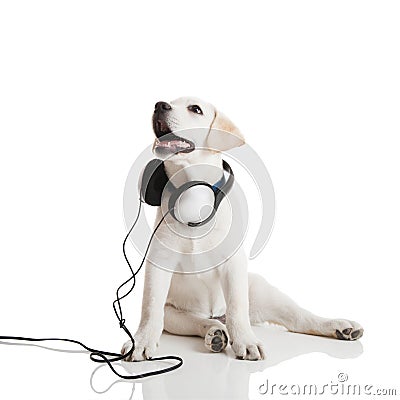 Free Wedding Songs Listen on Home   Royalty Free Stock Photography  Dog Listening To Music