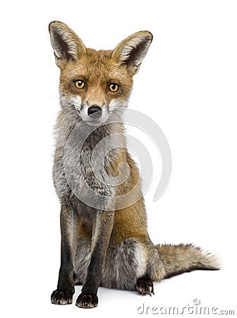 red fox sitting. FRONT VIEW OF RED FOX,